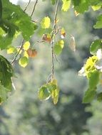 Foliage on the tree in the forest