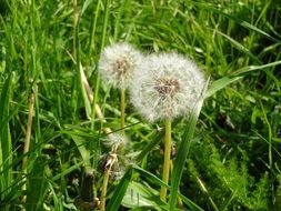 fluffy dandelions among green grass