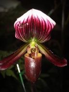 vinous tropical orchid close-up