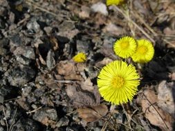 yellow spring flowers