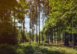 Forest Green Nature