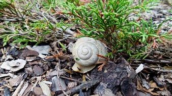 spiral shell on dry foliage closeup