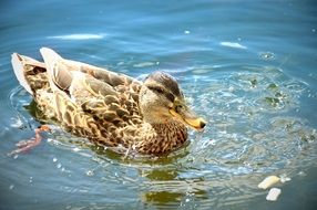 brown duck swims in clear water