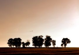 silhouettes of trees on the horizon at dusk