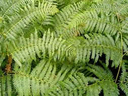 Fern Green Floral