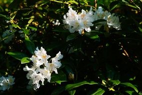 white rhododendron flowers with green leaves