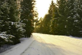 snowy road through a winter forest on a sunny day