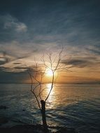 bare tree in the water against the sun