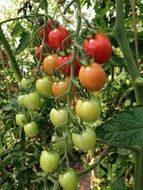 many tomatoes on a bush close-up