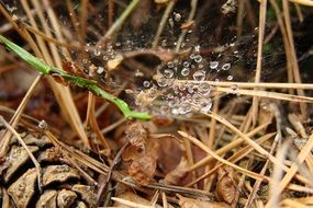 spider web on dry grass in drops of water