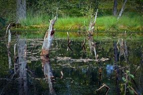 trees in the water among the wetlands in saxony
