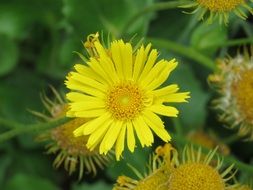 wild yellow blossom