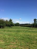 green field in a landscape of holland