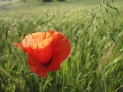 Red Poppy on Green Meadow close up