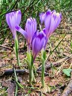 purple crocuses on a mountain meadow close-up