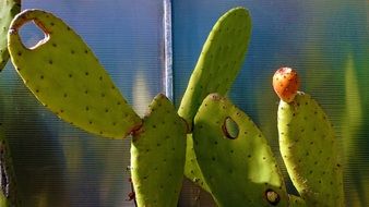 green cactus with flower in the garden