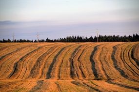 Landscape of harvested Field