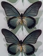 butterflies as museum exhibits