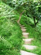 path as a staircase through the forest