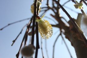 Closeup Picture of Flowers on a brach