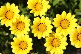 Close-up of the bright yellow gazania flowers