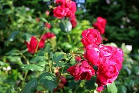 pink roses on a bush under the bright sun