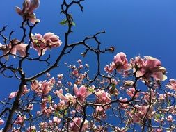 Magnolia plants in spring