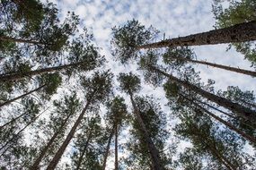 tall tree trunks under the sky