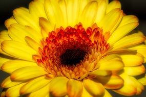 colorful gerbera close-up
