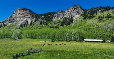 Colorado Cattle