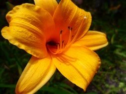 Flower Beautiful Delicate Macro