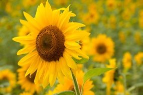 sunflowers on the field close-up