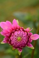 bud of pink dahlia closeup