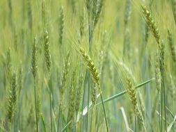 green wheat field in early summer