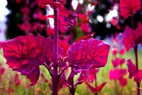 meadow flower red leaves