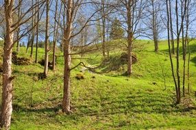 Spring Forest sunny scene