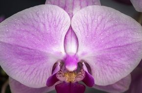 Orchid flower macro photo