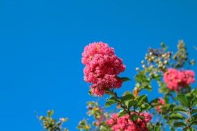 pink flowers against blue sky