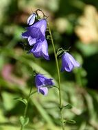 purple bell flowers close up