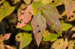 beaten fall foliage