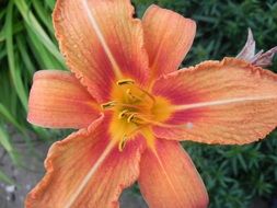 picturesque and pretty Orange Lily flower