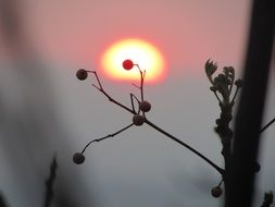 Sunset Nature Plant Silhouettes