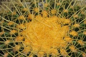 cactus as a work of art