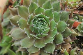 green filigree cactus