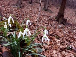 bush of snow-white snowdrops among dry foliage in the forest