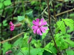 tiny Red Campion flower closeup