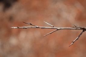 branch of a dead plant