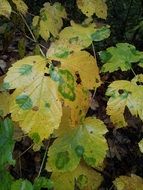 golden autumn on foliage