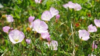field of pink flowers in summer
