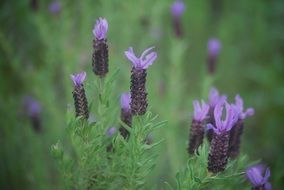 Lavandula Stoechas close up